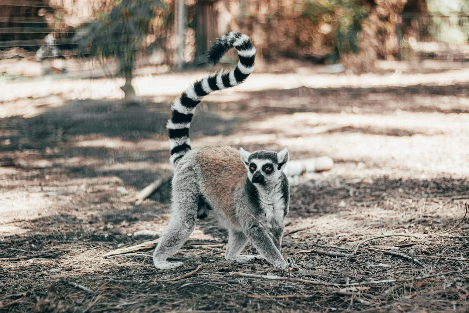 Madagaskar
